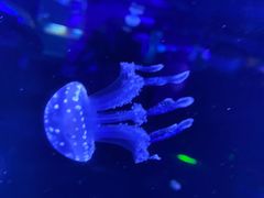 -芜湖新华联大白鲸海洋公园