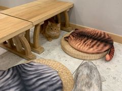 -飞行喵MR PILOT|猫舍·猫咖(静安大融城店)