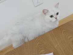 -李小姐の猫咖啡馆(五角场店)