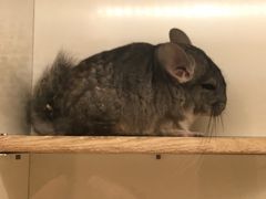 -龙猫仔乐园(惠福东路店)