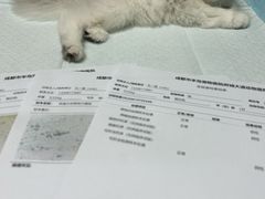 -半岛宠物医院24小时·内窥镜·牙科·碎石中心(府城大道店)