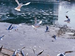 -琴岛之星摩天轮