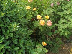 -锦龙国际酒店(天津奥体中心华苑地铁站店)