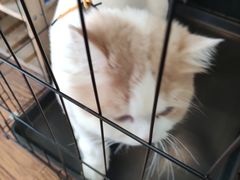 -志龙皇冠吃货椰子铺