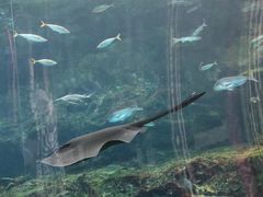 -西海国立公园九十九岛水族馆