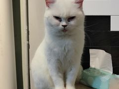 -猫房·猫吧·猫咖(龙湖时代汇店)