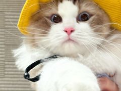 -瑞虹新天地月亮湾