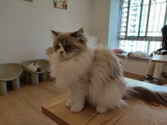 -有喵·猫咖·狗咖·30几只猫10只小狗(岗厦店)