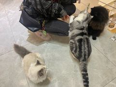 -团子家猫咪猫咖馆·柯基·柯尔鸭
