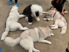 -TrueLove @ Neverland (Husky Cafe)