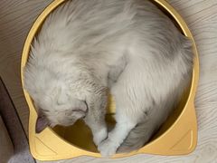-猫和宫(六道口店)