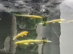 -觀芷隐轩