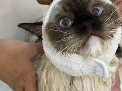 -momokira米努特·德文卷毛猫·棉花面纱犬