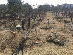 -呼吸森林·生态农庄农家乐私房菜