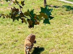 -西霞口神雕山野生动物世界