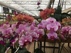 -荷兰花海