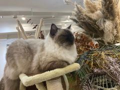 -共舞时光猫咖·狗咖(新街口店)