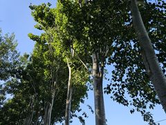 -大兴滨河森林公园