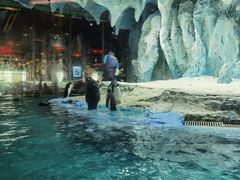 -帝企鹅自助餐厅•儿童岛•真企鹅(长隆企鹅酒店)