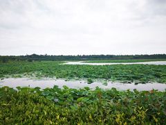 -上海海湾国家森林公园