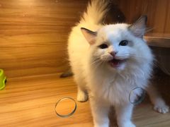 -猫十亿·布偶金渐层·曼基康矮脚猫舍(青年路店)