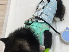 -申普宠物医院·眼科·心内科·影像科(普陀分院)