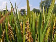 -溱湖国家湿地公园