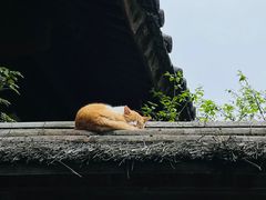 -龙华寺