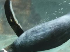 -大连圣亚海洋世界
