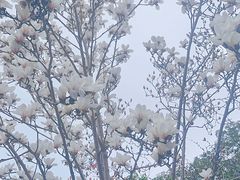 -顾村公园