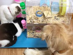-Bastet sally猫舍购宠(静安店)