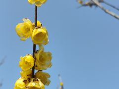 -无锡梅园公园