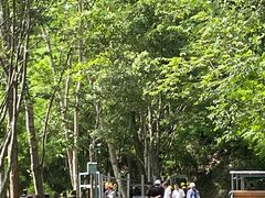 -西双版纳原始森林公园