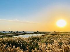 -哈素海