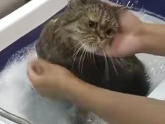 -PETKIT小佩宠物·低压洗护(国顺东路店)