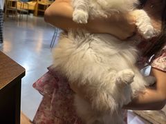 -豆逗聊愈猫阁Easy Life