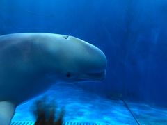 -多彩贵州城极地海洋世界