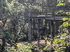 -野象谷景区