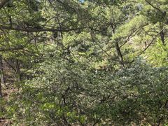-金龙寺国家森林公园