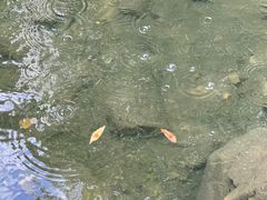 -黄山翡翠谷景区