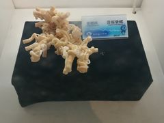 -贝壳梦幻世界