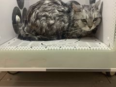 -小呆的宠物店·宠物售卖·宠物寄养(城西店)
