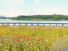 -海珠湖公园