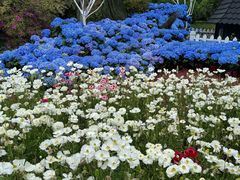 -上海鲜花港
