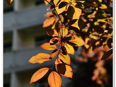 -陕西师范大学(雁塔校区)