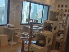 -有喵·猫咖·狗咖·30几只猫10只小狗(岗厦店)