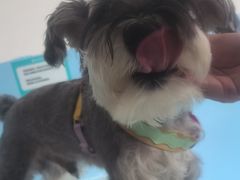 -瑞派福兴宠物医院犬猫全科·骨科·中西医结合(河东店)