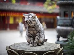 -龙华寺