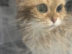 -瑞鹏宠物医院华南总院·夜诊·心脏科·骨科
