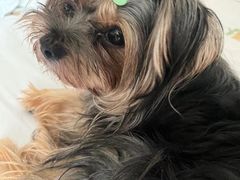 -瑞派名望24h动物医院异宠专科·猫专科·骨科·重症监护分院